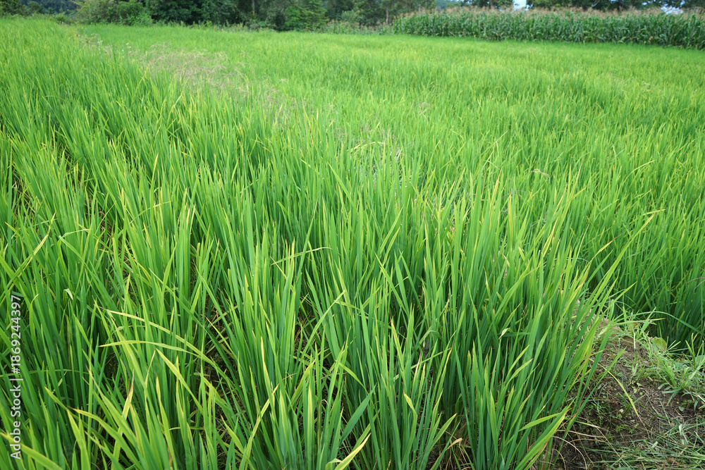 Fototapeta premium Natural landscape view of green rice paddy terrace