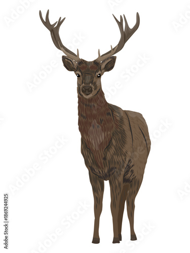 Noble deer Cervus elaphus front view. Wild vector animal