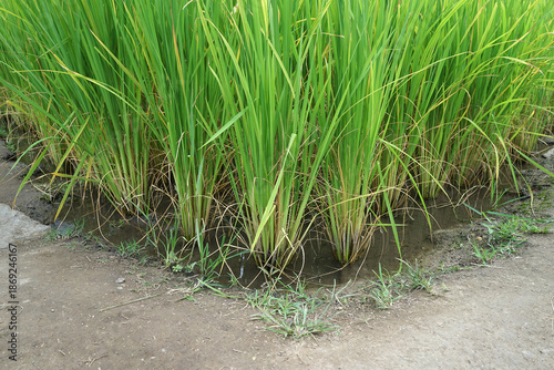 Natural landscape view of green rice paddy terrace