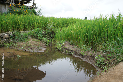 Natural landscape view of green rice paddy terrace