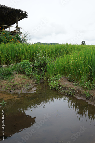Natural landscape view of green rice paddy terrace