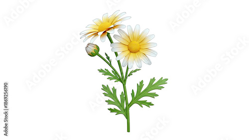 Two Yellow and White Daisies with a Bud on a Stem