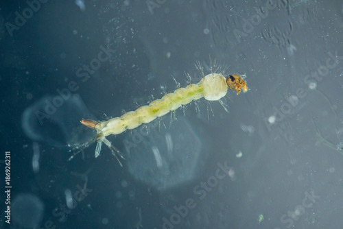 Photography Mosquito larva swimming in water causing pest problem