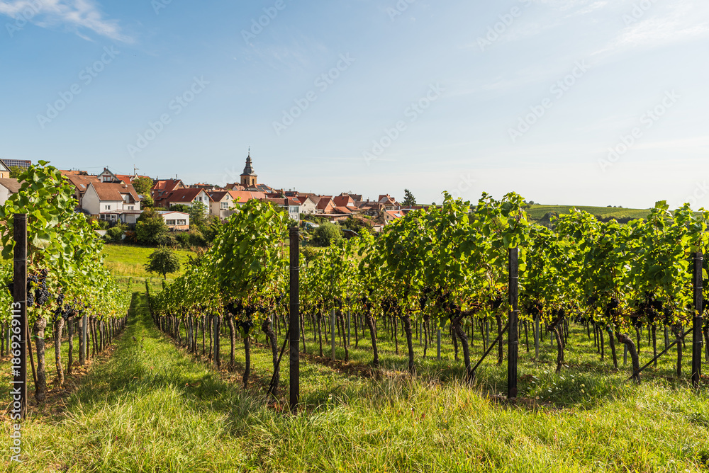 Naklejka premium Vineyards and village of Frankweiler along the German Wine Route, Palatinate, Germany