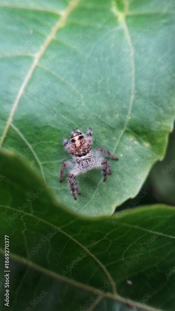 Fototapeta premium spider on leaf