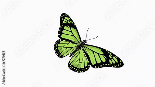 Green butterfly with delicate patterned wings on white background.