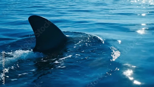 Great white shark fin against deep blue ocean background.