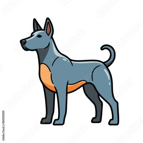 A blue-gray dog with pointy ears and an orange belly