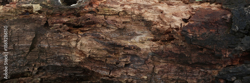 Fotografía Natural wood decay texture caused by time and environment