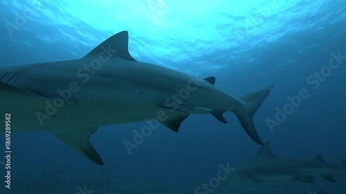 An impressive male bull shark, identifiable by its claspers, circles above the camera in open water, showing power, dominance, and the intimidating presence of this apex predator.
