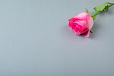 High angle closeup of fresh pink single rose with copy space over blue background