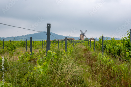 Moulin-à-vent dans le vignoble du Beaujolais
