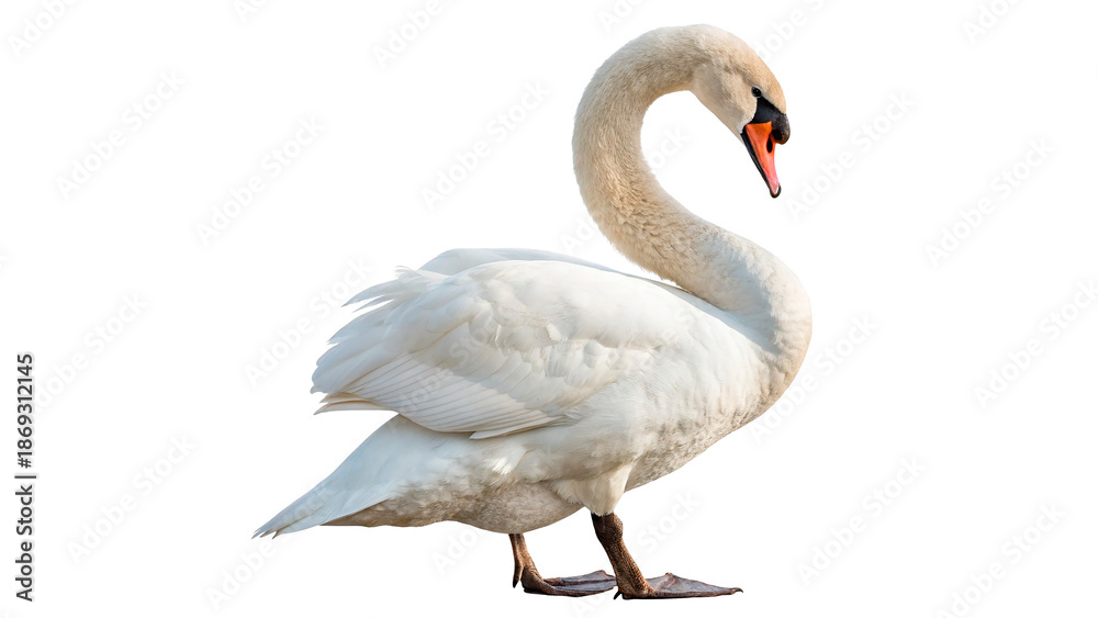 Fototapeta premium White swan standing isolated on transparent background cut out 