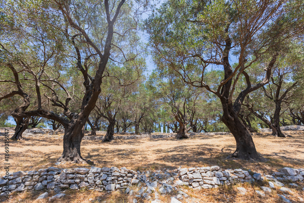 Fototapeta premium Ancient olive grove on a rocky hill in the Mediterranean summer sun