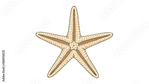 Detailed and colorful cartoon illustration of a common starfish, showing its five arms and textured surface on a white background.