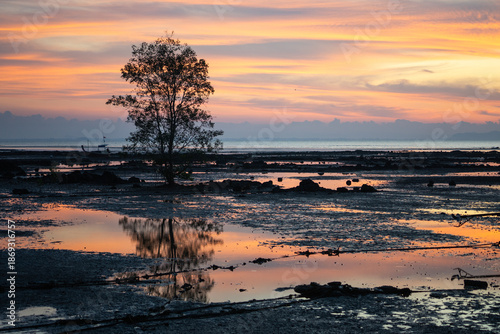 The outstanding mangrove tree grows on the coast with seascape and sunrise in background