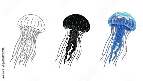 Three styles of jellyfish illustration outline, black silhouette and colorful blue rendering