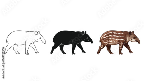 Set of three illustrations of a tapir outline drawing, silhouette and realistic colored drawing