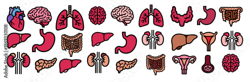 Human organ bundle colorful anatomy icons medical education collection isolated