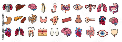 Human anatomy organ icons colorful medical education isolated collection