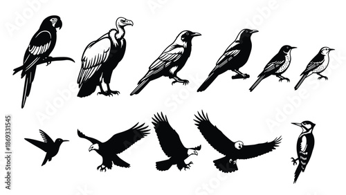 Black and white bird silhouettes and detailed vector illustrations set featuring eagle flying parrot vulture hummingbird woodpecker crow and songbird icons