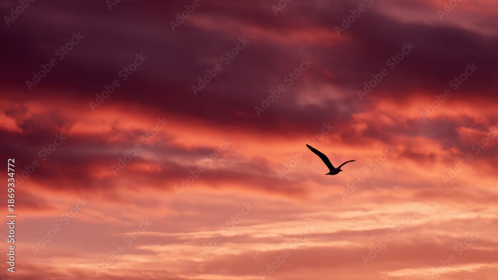 Fototapeta premium Bird Flying at Colorful Sunset