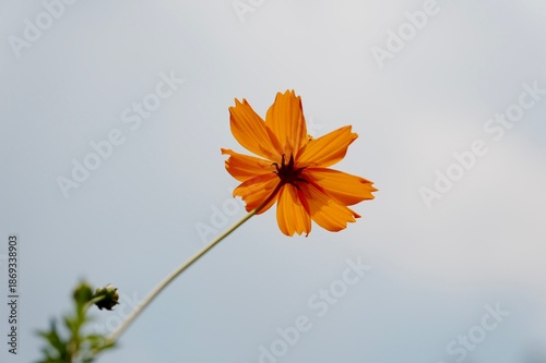 close up view of beautiful orange Cosmos Sulphureus flowers
