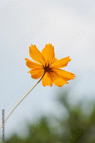 close up view of beautiful orange Cosmos Sulphureus flowers