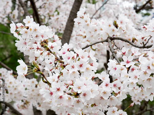 Cherry blossoms in full bloom in spring