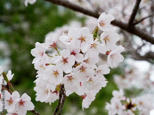 Cherry blossoms in full bloom in spring