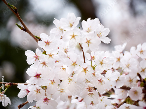 Cherry blossoms in full bloom in spring