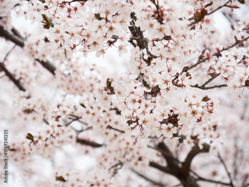 Cherry blossoms in full bloom in spring