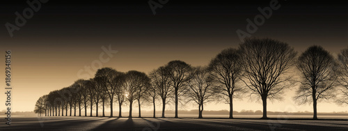 Lined Trees on Horizon A mesmerizing row of bare trees stretches into the horizon, under a tranquil sky, embodying the silent grace of winter landscape.