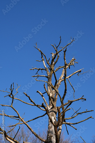 A tree with no leaves is standing in a field