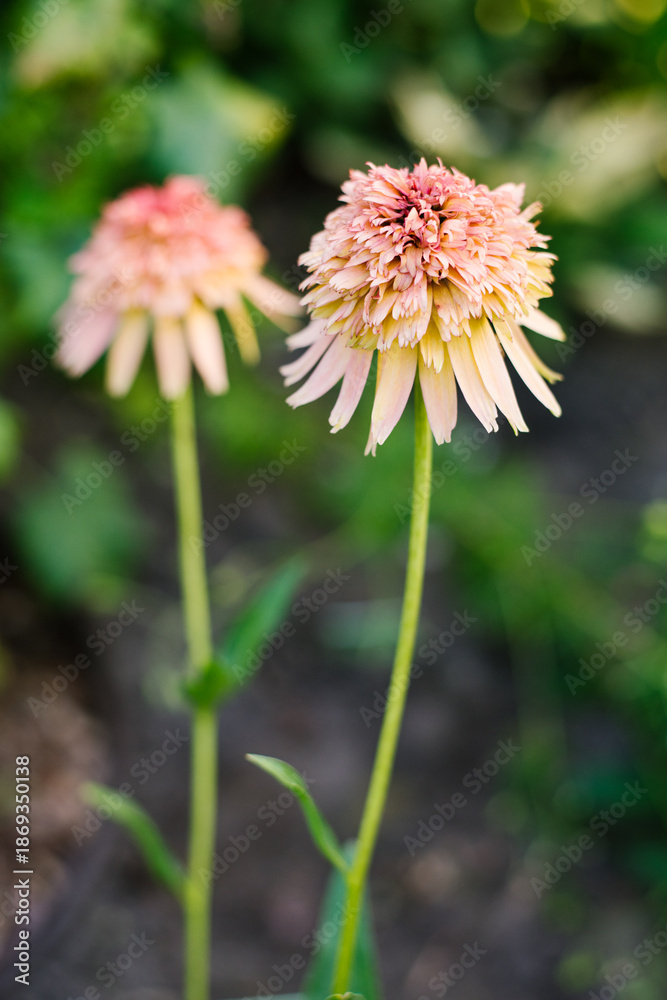 Fototapeta premium Orange Echinacea Marmalade Blossoms
