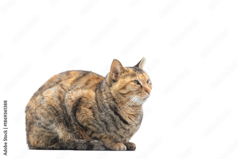 Obraz premium 座って前を見るネコ