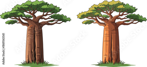 Stylized baobab tree illustration with thick trunks, textured bark, green foliage, African nature vector, cartoon landscape design