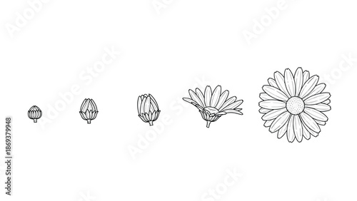 Line art of daisy growth stages: from bud to full bloom