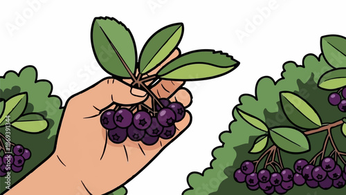 Hand picking dark berries from a bush, illustration