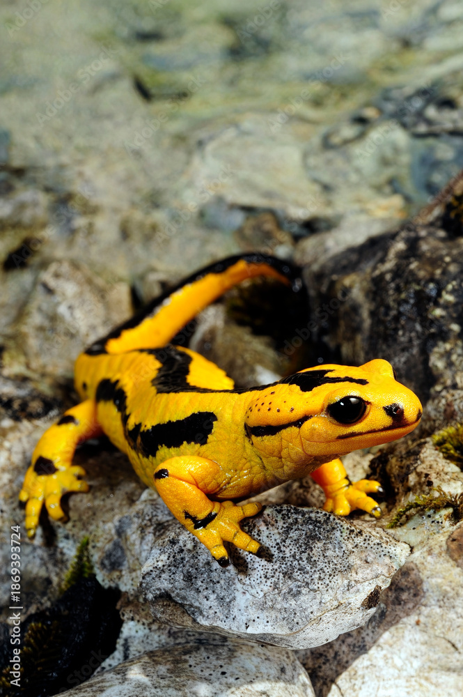 Fototapeta premium Spanischer Feuersalamander // Fire salamander from Spain (Salamandra salamandra fastuosa) - Picos de Europa, Spanien