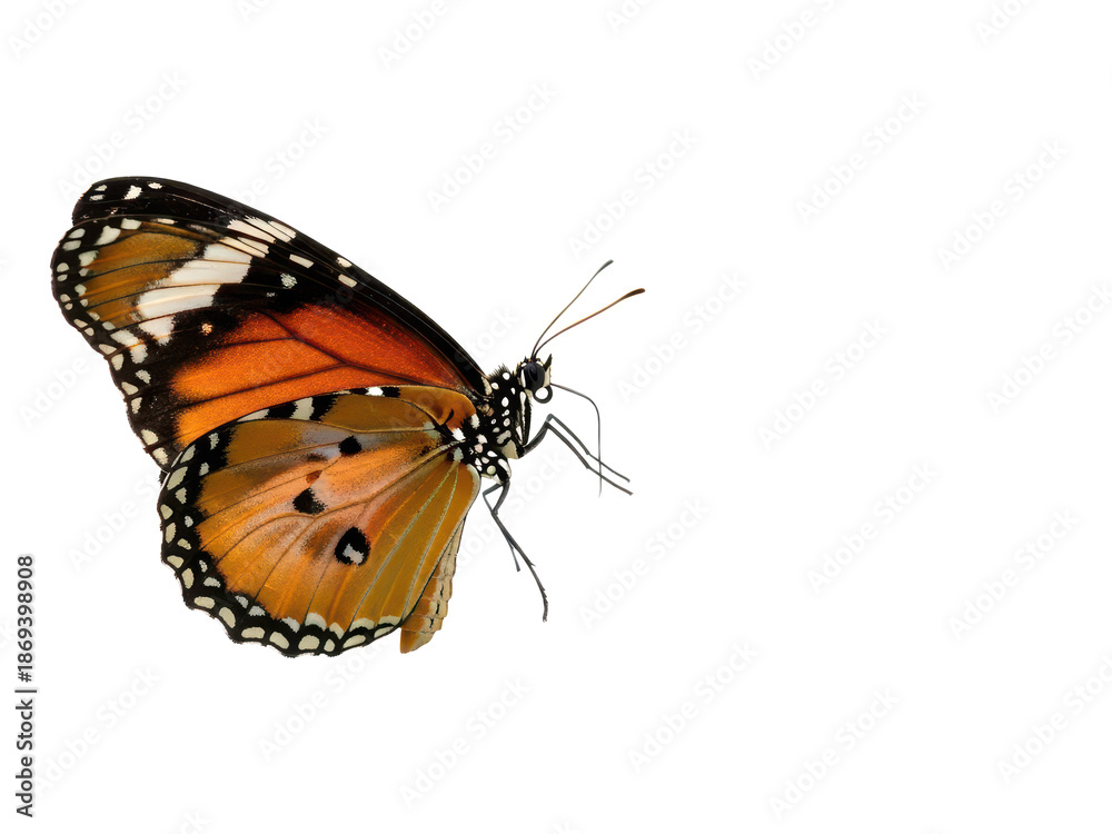 Obraz premium Vibrant orange butterfly with black and white spots on its wings isolated on transparent background