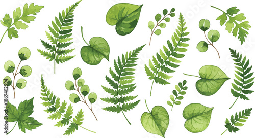 Collection of various green leaves and ferns on white background