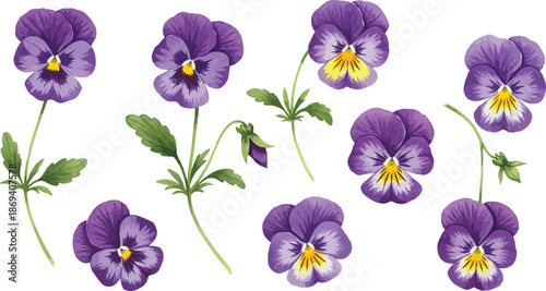 Purple pansy flowers with yellow centers and green leaves isolated
