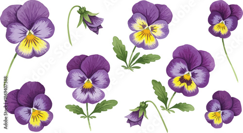 Purple pansy flowers with yellow centers and green leaves illustration