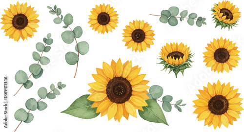 Vibrant sunflowers and eucalyptus leaves on white background