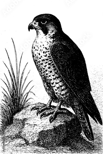 Merlin (Pigeon Hawk) Falco columbarius – Vintage Engraving Illustration