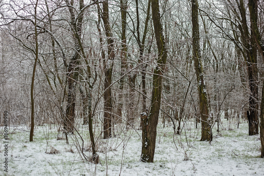Fototapeta premium Winter Nature Walk Through Snow Covered Forest
