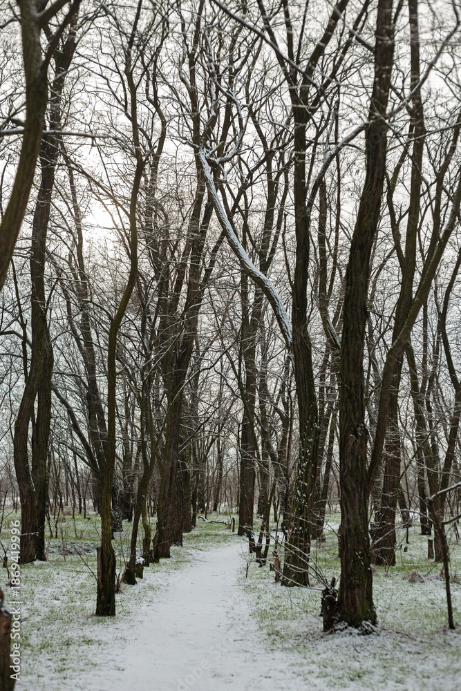 Fototapeta premium Winter Nature Walk Through Snow Covered Forest
