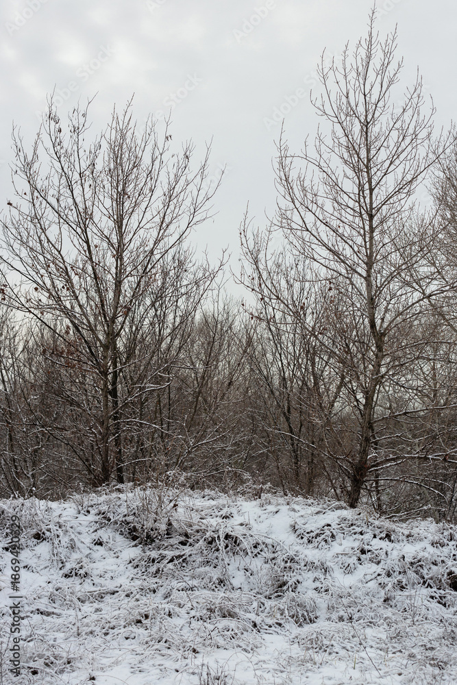 Fototapeta premium Winter Nature Walk Through Snow Covered Forest