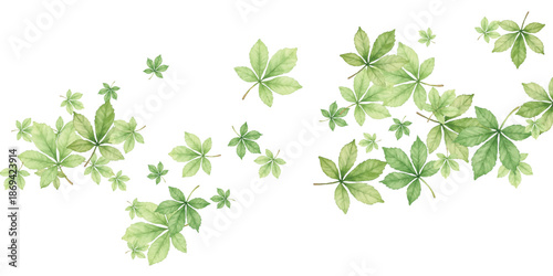 green leaves isolated on white